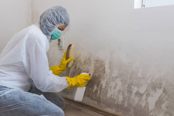 Best Post-Construction Mold Inspection  in Lakefield, MN