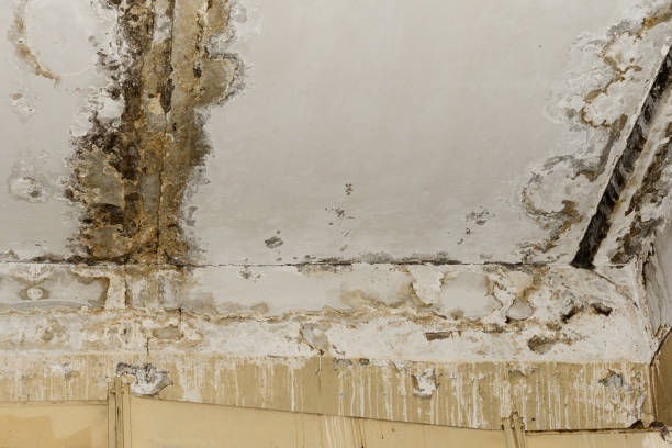 Asbestos and Lead Testing During Mold Inspection in Lakefield, MN