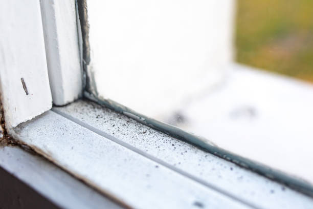 Best Crawl Space Mold Remediation  in Lakefield, MN