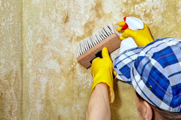 Best Industrial Mold Remediation  in Lakefield, MN