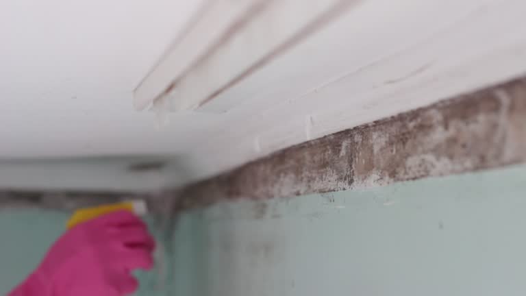 Best Mold Odor Removal Services  in Lakefield, MN
